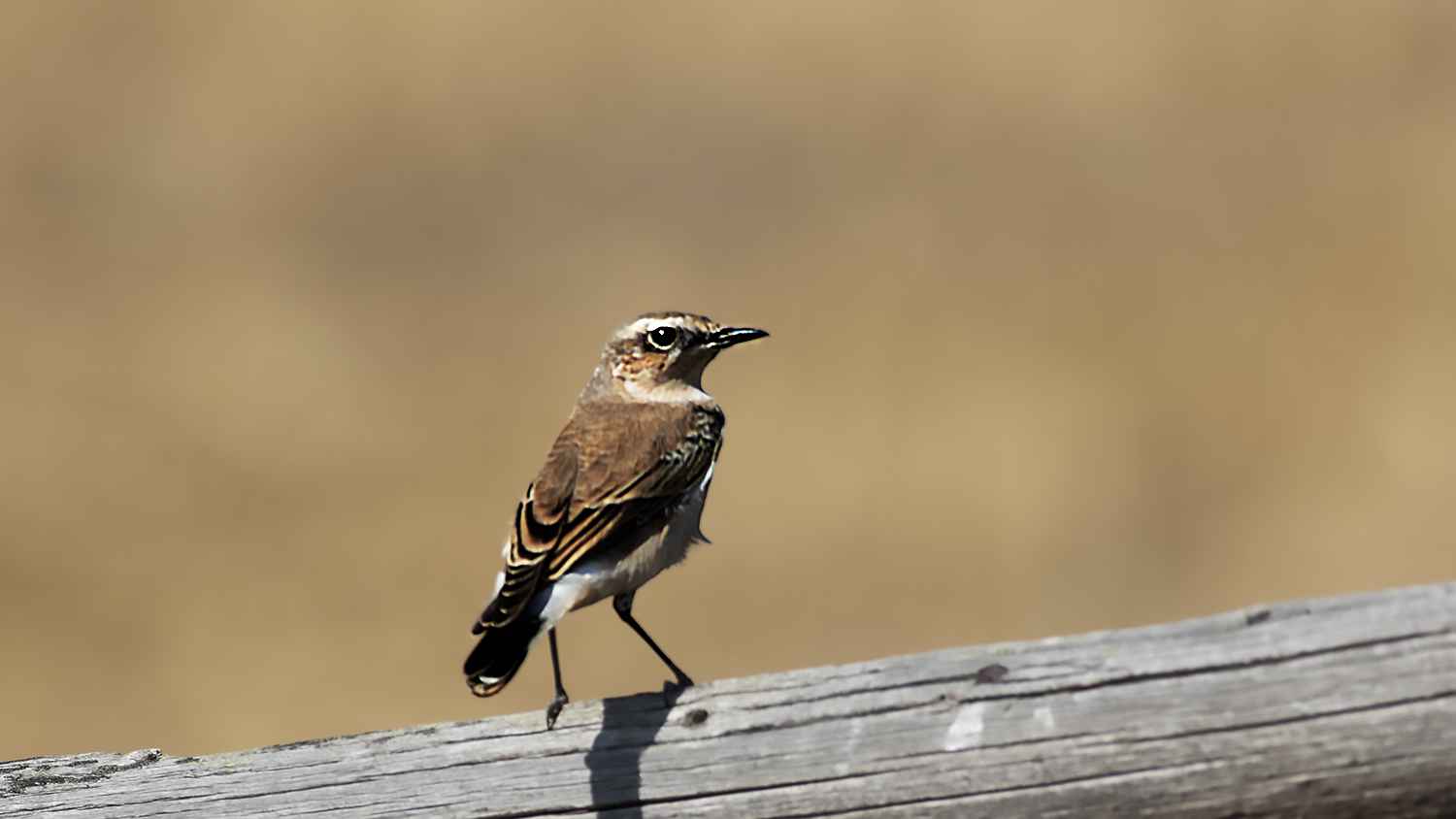 Isabelline Wheatear
